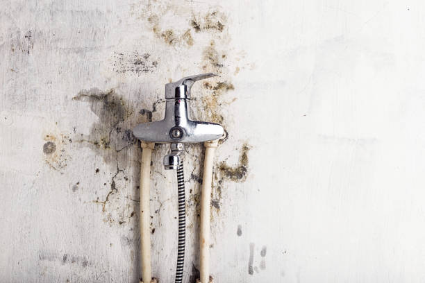 Best Certified Mold Removal  in French Valley, CA