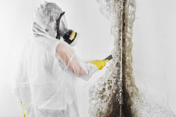 Best Toxic Mold Removal  in French Valley, CA