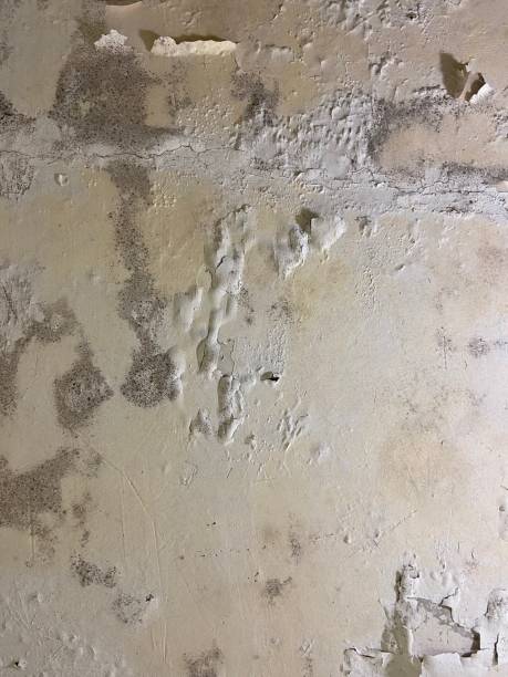 Best Mold Cleaning Services  in French Valley, CA